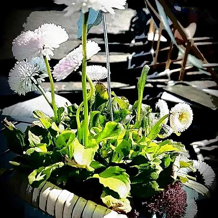 Up Diek 2*